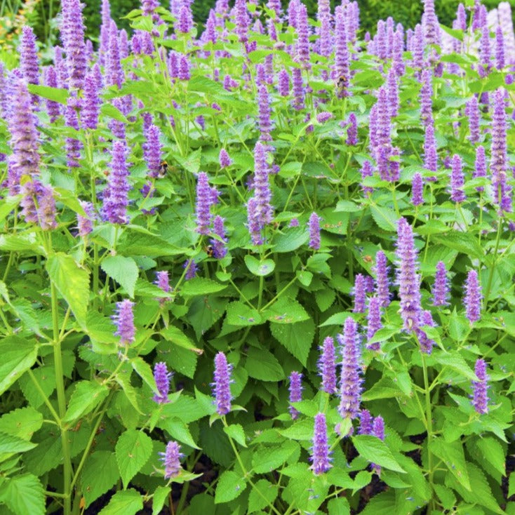 Agastache - Plant Bio - Croque Paysage