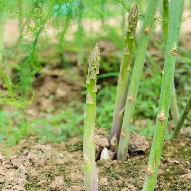 Croque Paysage,Asperge,herbacée vivace comestible,pépinière plantes comestibles bio Québec,Laurentides,Val-David