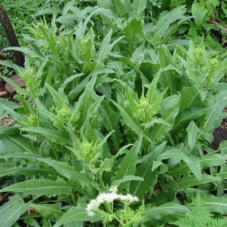 Croque Paysage,Bunias d'Orient (Roquette turque) ,herbacée vivace comestible,pépinière plantes comestibles bio Québec,Laurentides,Val-David