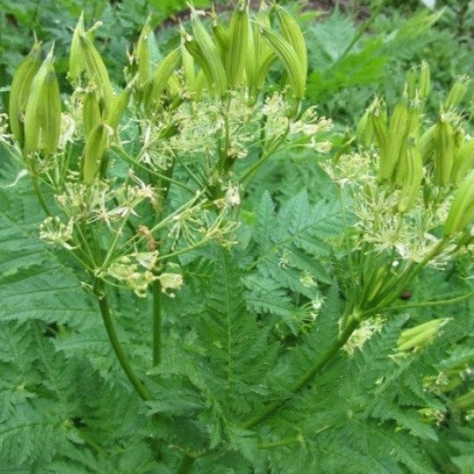 Croque Paysage,Cerfeuil musqué (Myrrhe odorante),herbacée vivace comestible,pépinière plantes comestibles bio Québec,Laurentides,Val-David