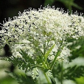 Cerfeuil musqué (Myrrhe odorante) - Plant Bio - Croque Paysage