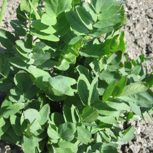 Croque Paysage,Chervis,herbacée vivace comestible,pépinière plantes comestibles bio Québec,Laurentides,Val-David