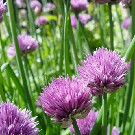 Croque Paysage,Ciboulette,herbacée vivace comestible,pépinière plantes comestibles bio Québec,Laurentides,Val-David