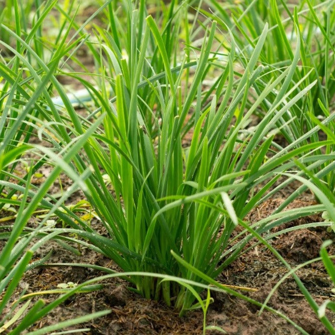 Croque Paysage,Ciboulette-ail,herbacée vivace comestible,pépinière plantes comestibles bio Québec,Laurentides,Val-David