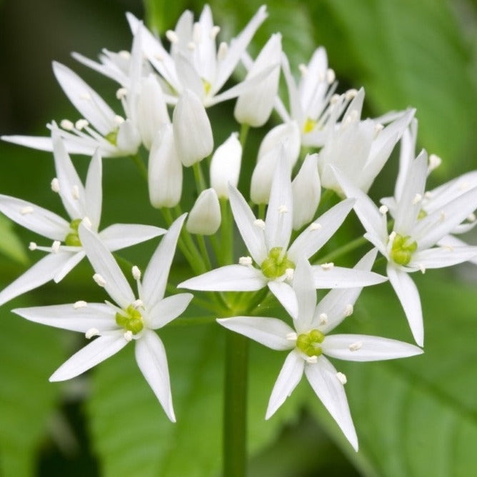 Ciboulette-ail - Plant Bio - Croque Paysage