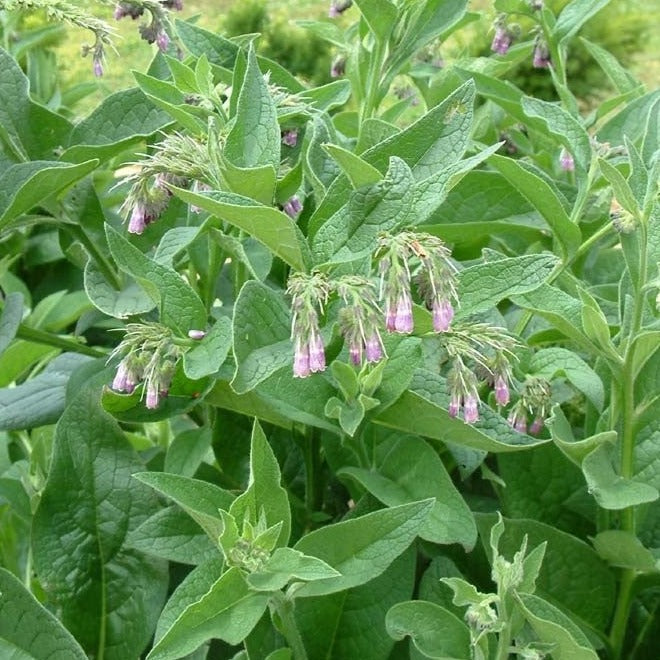 Consoude - Plant Bio - Croque Paysage