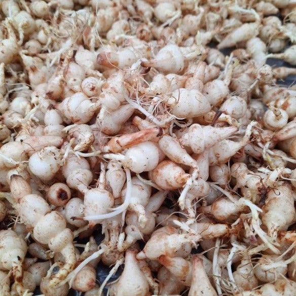 Crosne du Japon - Plant Bio - Croque Paysage