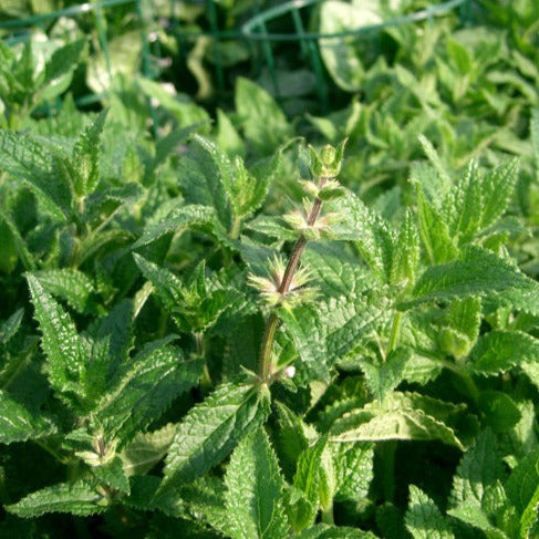 Crosne du Japon - Plant Bio - Croque Paysage