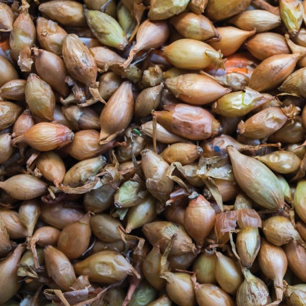 Croque Paysage,Échalotte de Ste-Anne,herbacée vivace comestible,pépinière plantes comestibles bio Québec,Laurentides,Val-David