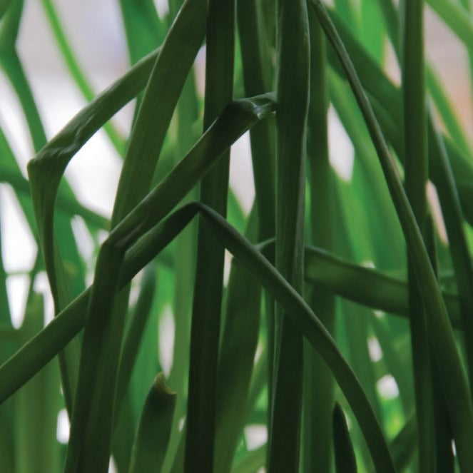 Échalotte de Ste-Anne - Plant Bio - Croque Paysage