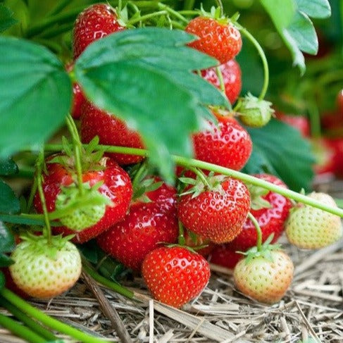 Croque Paysage,Fraisier cultivé Bounty,herbacée vivace comestible,pépinière plantes comestibles bio Québec,Laurentides,Val-David