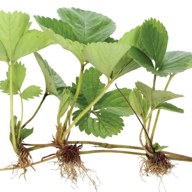 Fraisier cultivé Bounty - Plant Bio - Croque Paysage