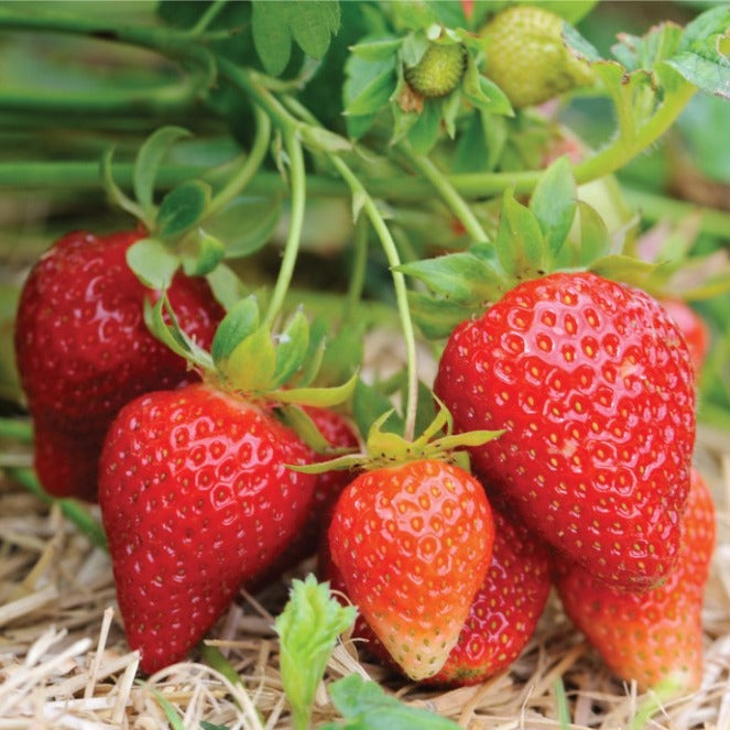 Croque Paysage,Fraisier cultivé Kent,herbacée vivace comestible,pépinière plantes comestibles bio Québec,Laurentides,Val-David