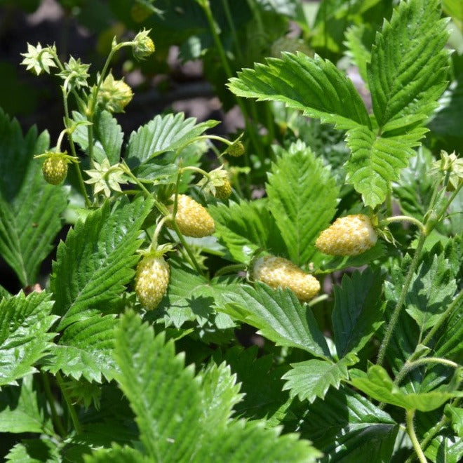 Croque Paysage,Fraisier quatre-temps/alpin blanc,herbacée vivace comestible,pépinière plantes comestibles bio Québec,Laurentides,Val-David