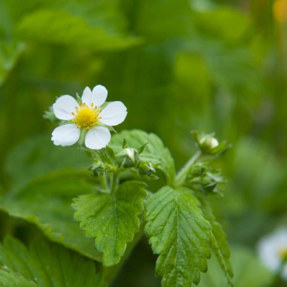 Fraisier quatre-temps/alpin blanc - Plant Bio - Croque Paysage