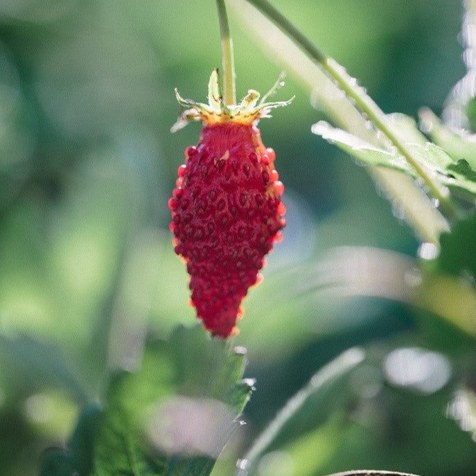 Croque Paysage,Fraisier quatre-temps/alpin rouge,herbacée vivace comestible,pépinière plantes comestibles bio Québec,Laurentides,Val-David
