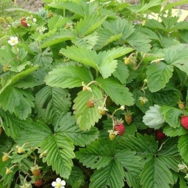 Fraisier quatre-temps/alpin rouge - Plant Bio - Croque Paysage