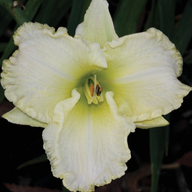 Croque Paysage,Hemerocalle cool it,herbacée vivace comestible,pépinière plantes comestibles bio Québec,Laurentides,Val-David