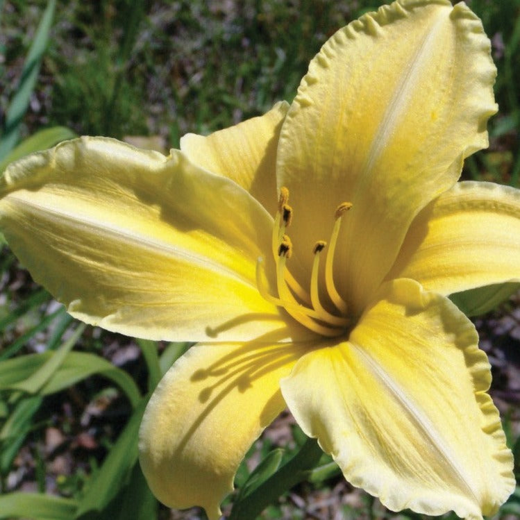 Croque Paysage,Hemerocalle Happy Returns,herbacée vivace comestible,pépinière plantes comestibles bio Québec,Laurentides,Val-David