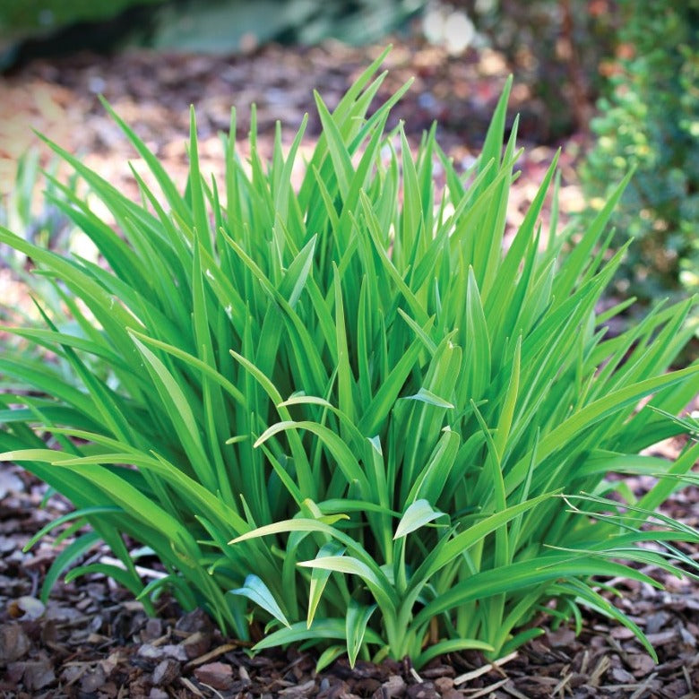 Hemerocalle Happy Returns - Plant Bio - Croque Paysage