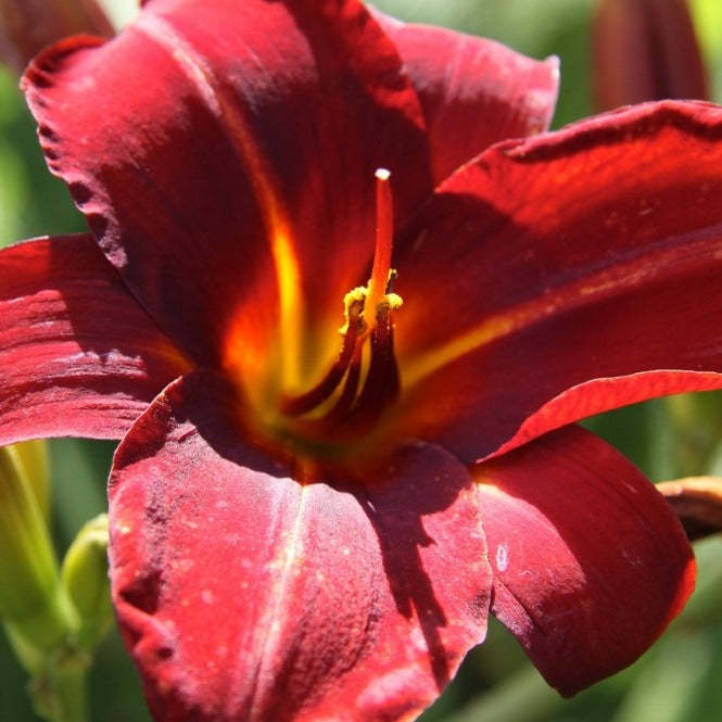 Croque Paysage,Hemerocalle Pardon Me,herbacée vivace comestible,pépinière plantes comestibles bio Québec,Laurentides,Val-David