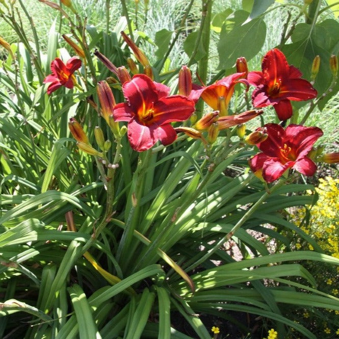 Hemerocalle Pardon Me - Plant Bio - Croque Paysage