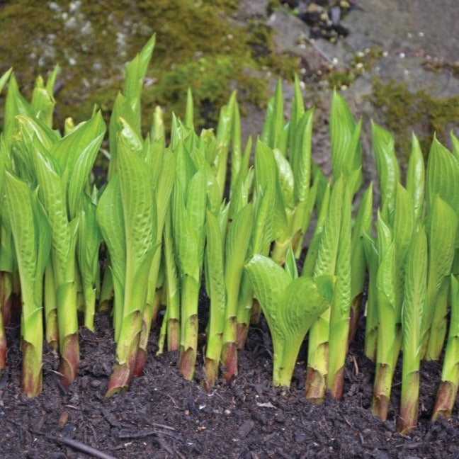 Croque Paysage,Hosta August moon,herbacée vivace comestible,pépinière plantes comestibles bio Québec,Laurentides,Val-David