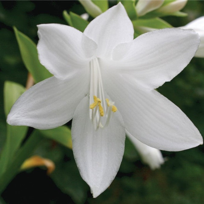 Hosta August moon - Plant Bio - Croque Paysage