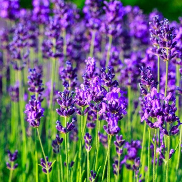 Croque Paysage,Lavande officinale Munstead,herbacée vivace comestible,pépinière plantes comestibles bio Québec,Laurentides,Val-David