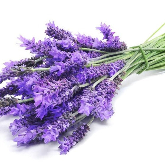 Lavande officinale Munstead