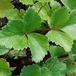 Croque Paysage,Liveche d’écosse,herbacée vivace comestible,pépinière plantes comestibles bio Québec,Laurentides,Val-David