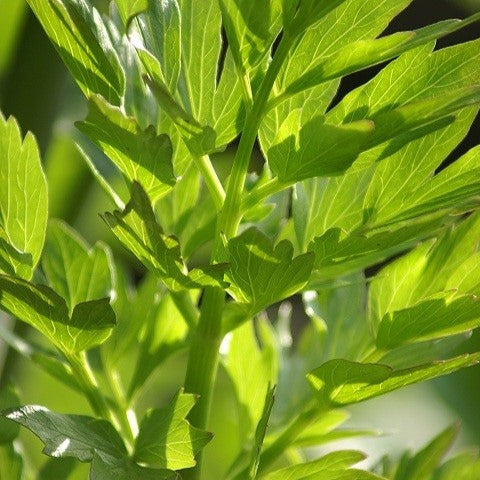 Croque Paysage,Liveche officinale,herbacée vivace comestible,pépinière plantes comestibles bio Québec,Laurentides,Val-David