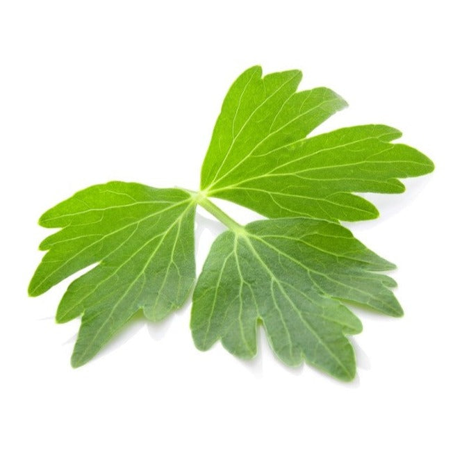 Liveche officinale - Sachet semences Bio - Croque Paysage