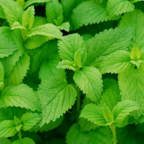 Croque Paysage,Mélisse,herbacée vivace comestible,pépinière plantes comestibles bio Québec,Laurentides,Val-David