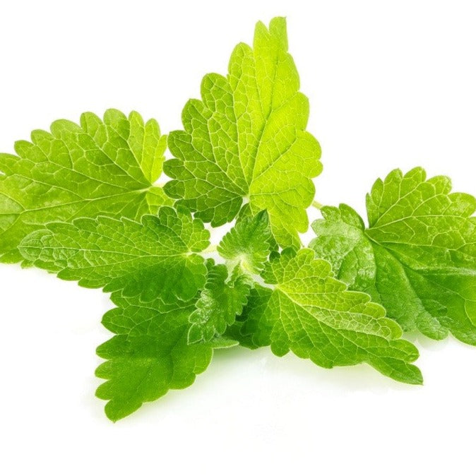 Mélisse - Plant Bio - Croque Paysage