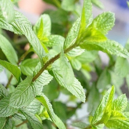 Croque Paysage,Menthe poivrée,herbacée vivace comestible,pépinière plantes comestibles bio Québec,Laurentides,Val-David