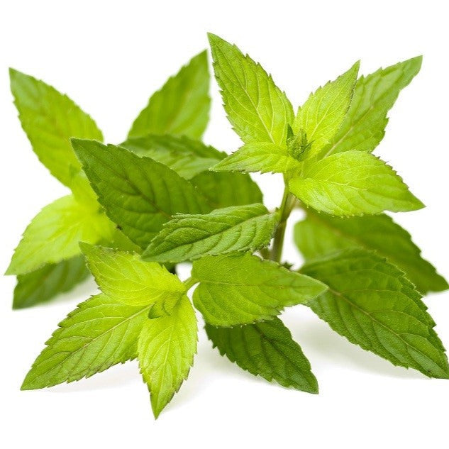 Croque Paysage,Menthe verte,herbacée vivace comestible,pépinière plantes comestibles bio Québec,Laurentides,Val-David