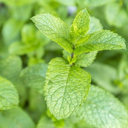 Menthe verte - Plant Bio - Croque Paysage