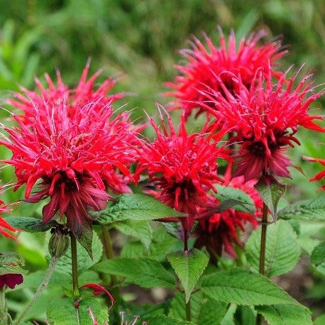 Croque Paysage,Monarde Rouge,herbacée vivace comestible,pépinière plantes comestibles bio Québec,Laurentides,Val-David