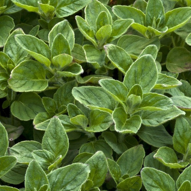 Croque Paysage,Origan grec,herbacée vivace comestible,pépinière plantes comestibles bio Québec,Laurentides,Val-David