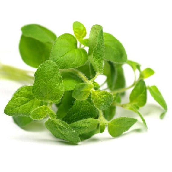 Origan grec - Plant Bio - Croque Paysage