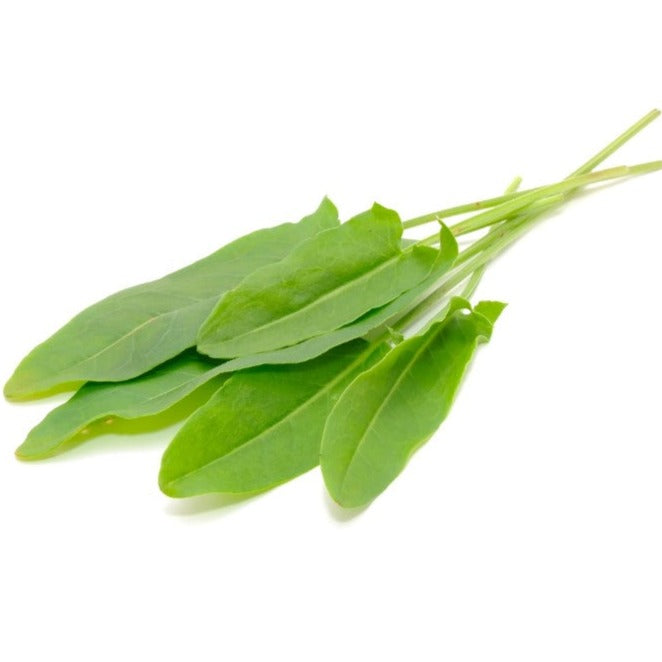 Croque Paysage,Oseille ronde,herbacée vivace comestible,pépinière plantes comestibles bio Québec,Laurentides,Val-David