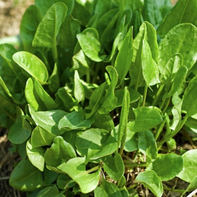 Oseille ronde - Plant Bio - Croque Paysage