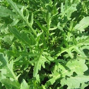 Roquette vivace - Sachet de semences Bio - Croque Paysage