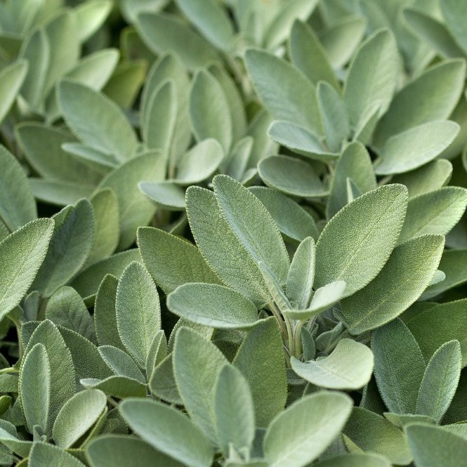 Sauge officinale - Plant Bio - Croque Paysage