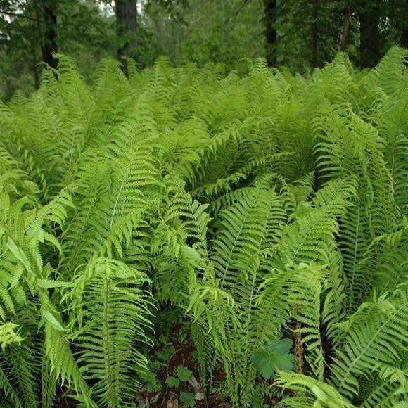 Croque Paysage,Têtes de violon (fougere à l'autruche),herbacée vivace comestible,pépinière plantes comestibles bio Québec,Laurentides,Val-David
