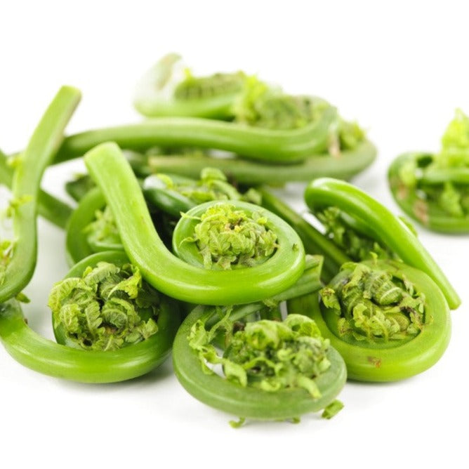 Têtes de violon (fougere à l'autruche) - Plant Bio - Croque Paysage