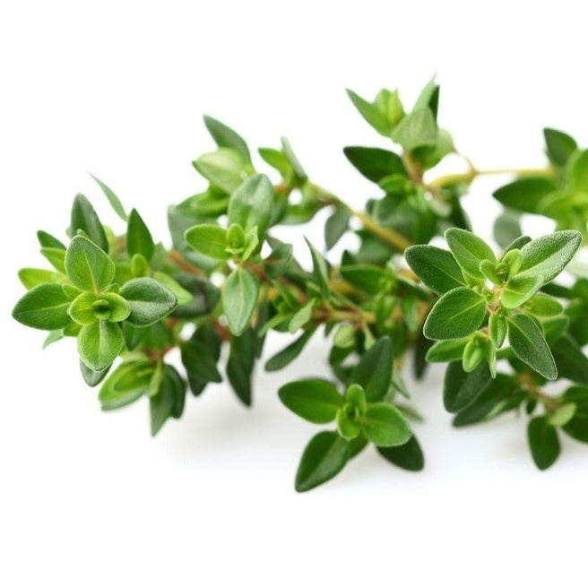 Croque Paysage,Thym d'hiver,herbacée vivace comestible,pépinière plantes comestibles bio Québec,Laurentides,Val-David