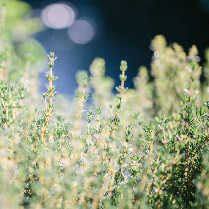 Thym d'hiver - Plant Bio - Croque Paysage
