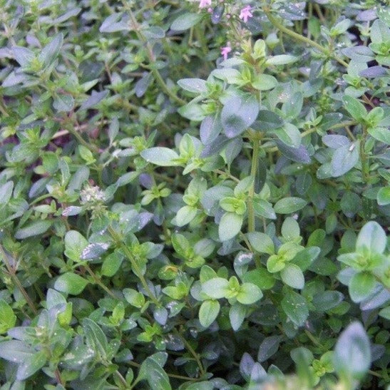 Thym serpolet (rampant) - Plant Bio - Croque Paysage